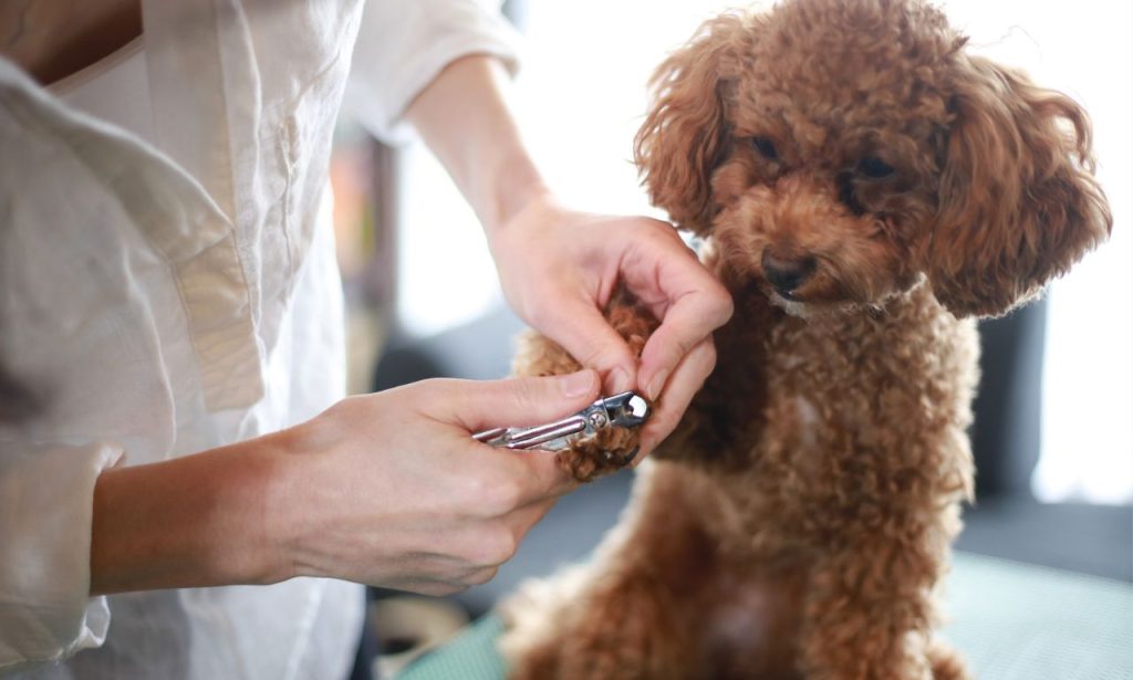 How Do You Trim a Nervous Dog's Nails Safely?