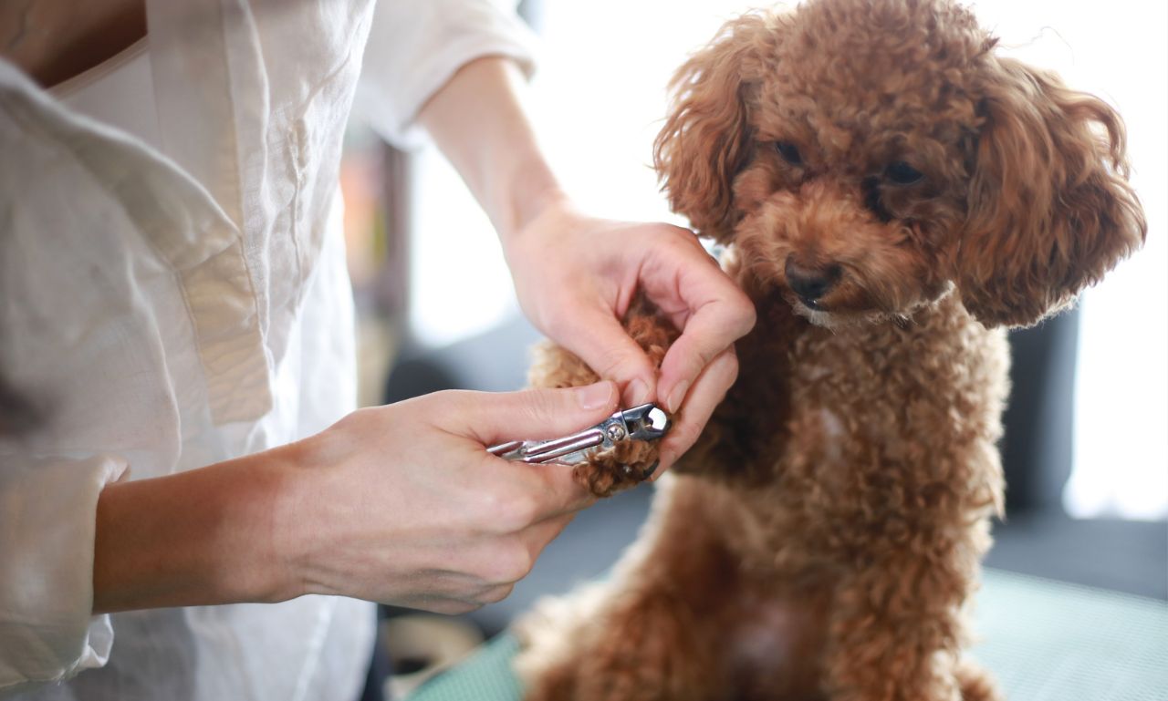 How Do You Trim a Nervous Dog’s Nails Safely?