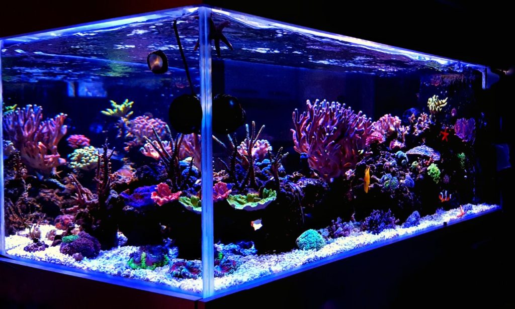 How Often Should Aquarium Decorations Be Cleaned?