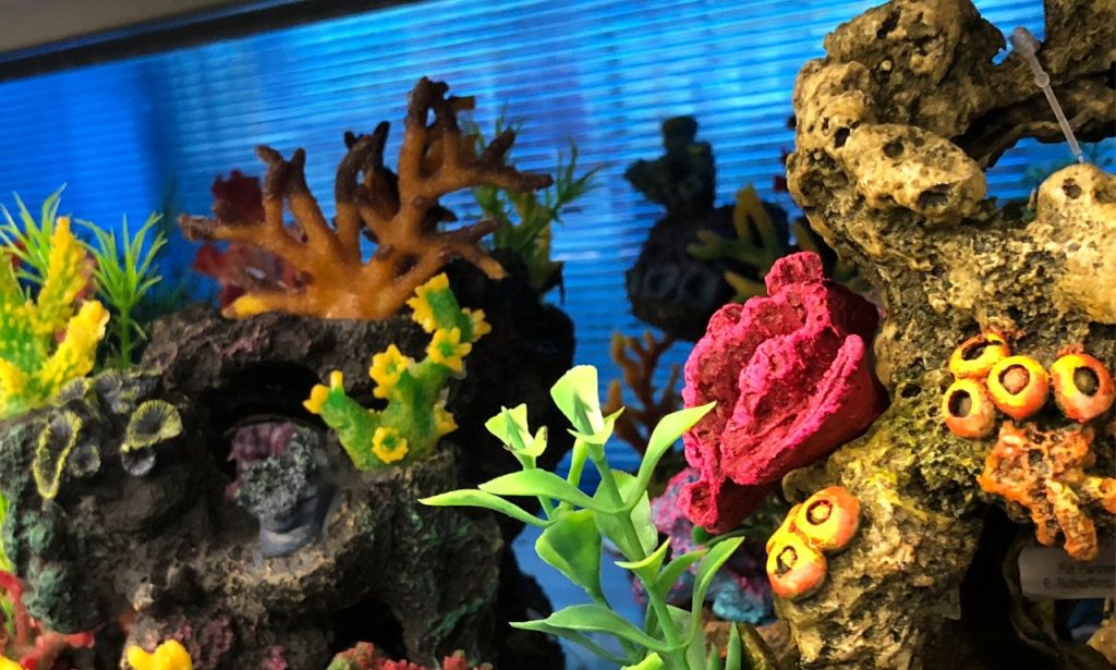 How Often Should Aquarium Decorations Be Cleaned?