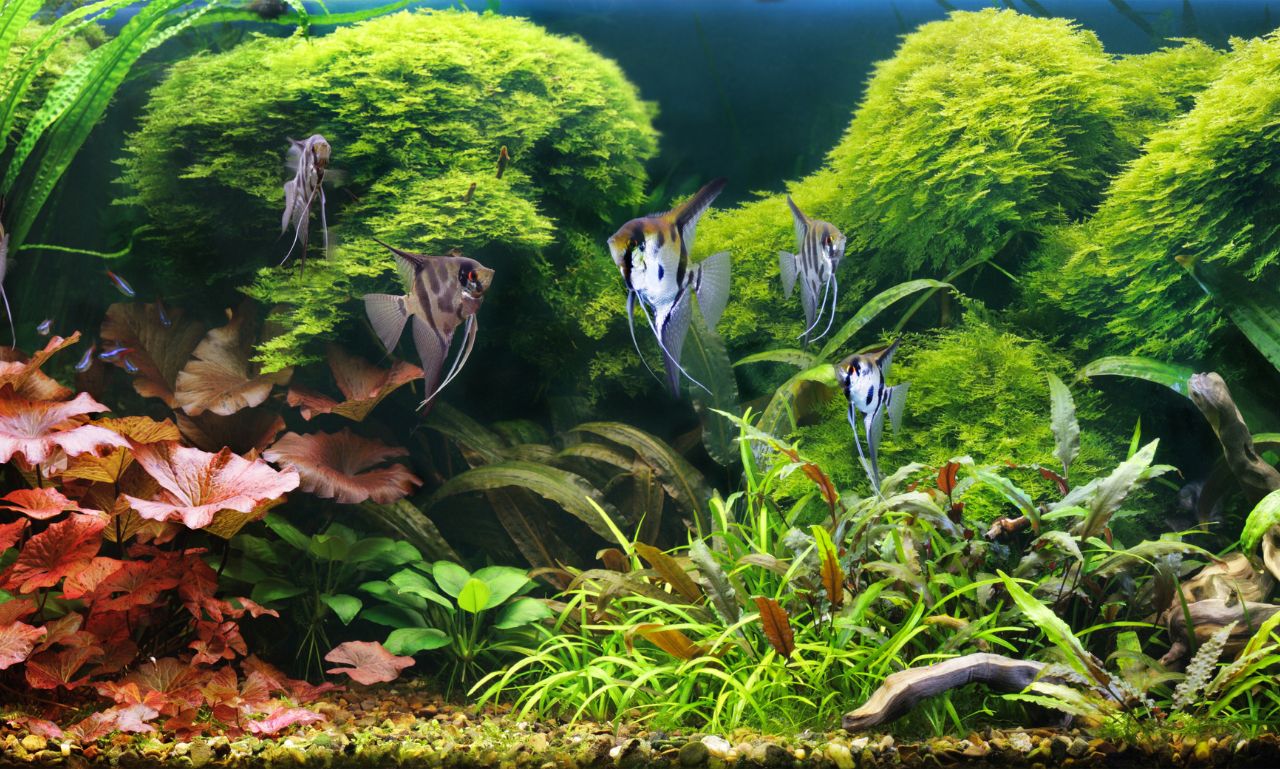 How Often Should Aquarium Decorations Be Cleaned?