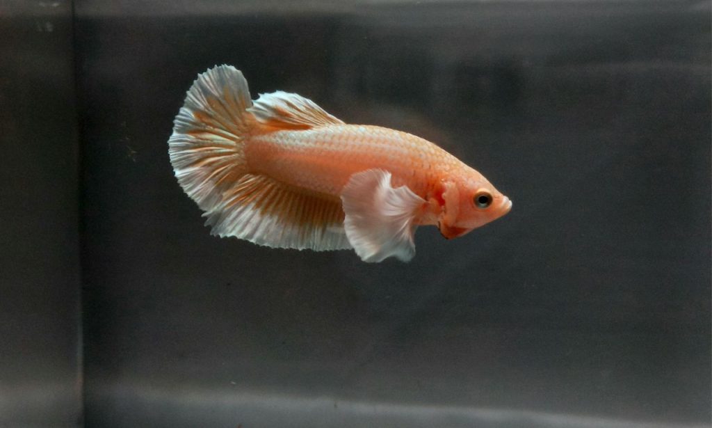 Can Aquarium Fish Recognize Their Owners?