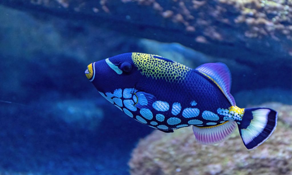 Can Aquarium Fish Recognize Their Owners?