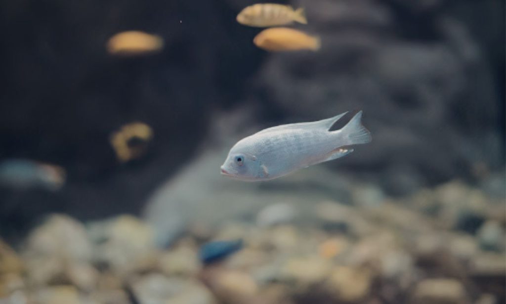  Can Aquarium Fish Recognize Their Owners?