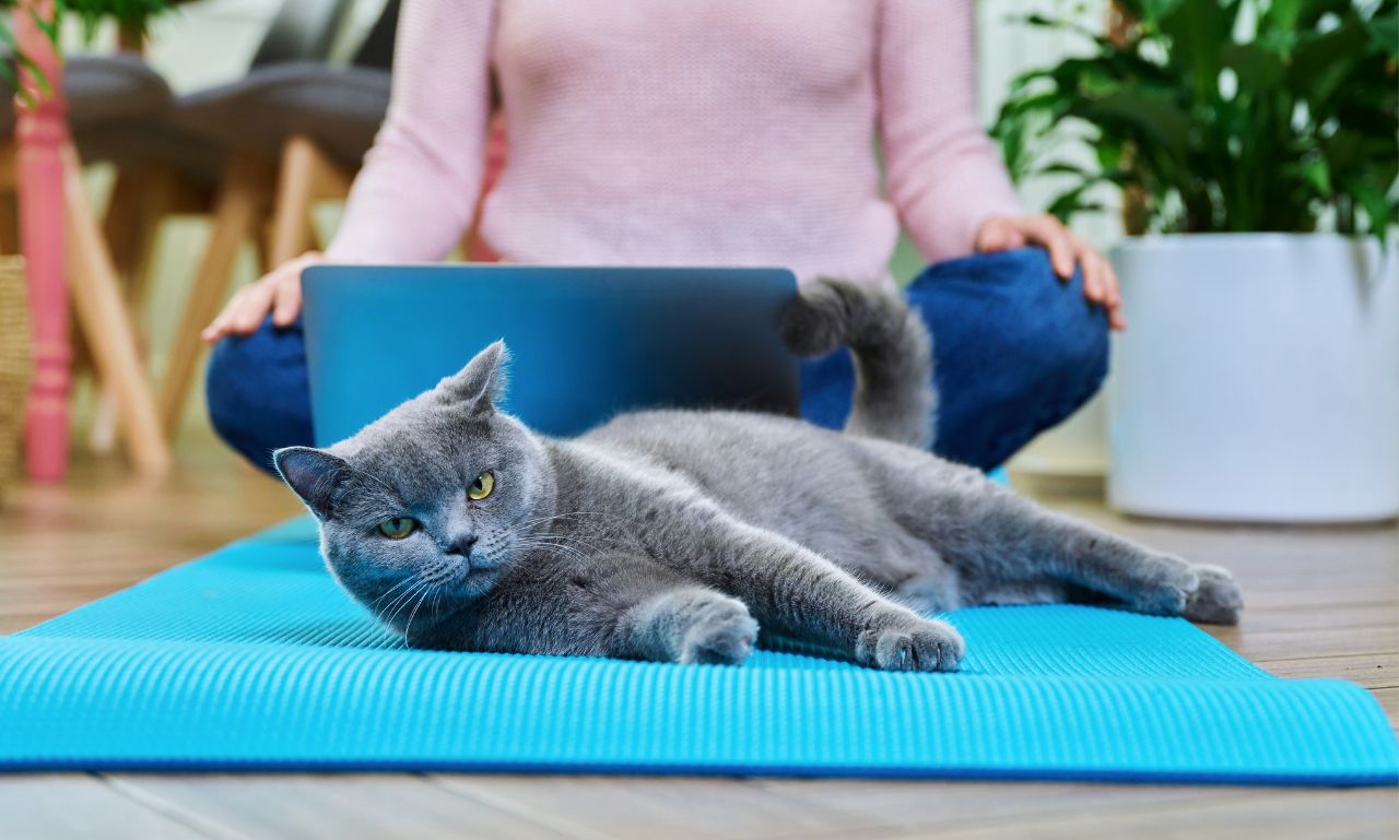 How Do Indoor Cats Get Enough Exercise Naturally?