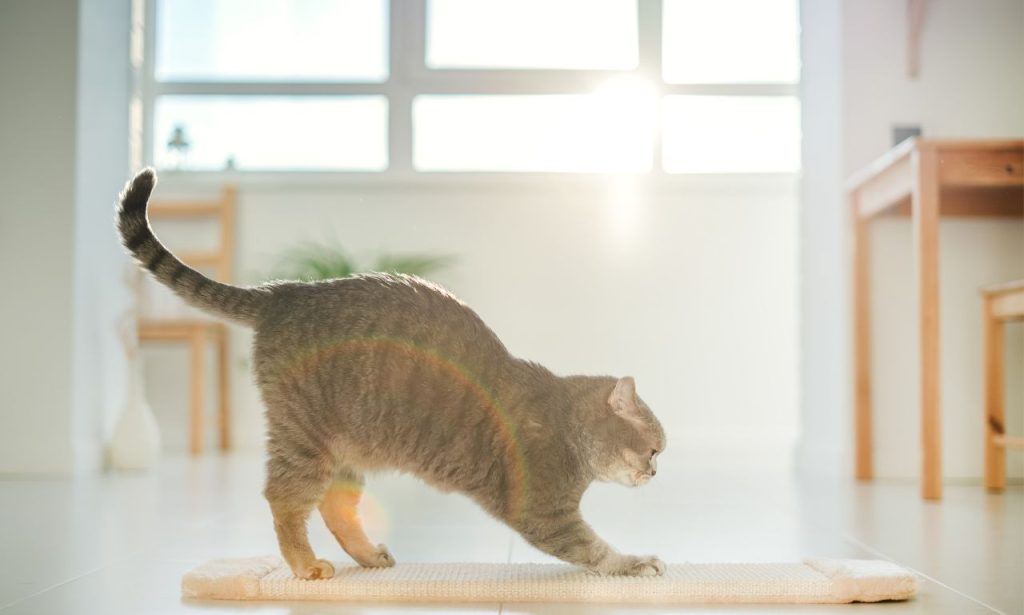 How Do Indoor Cats Get Enough Exercise Naturally?