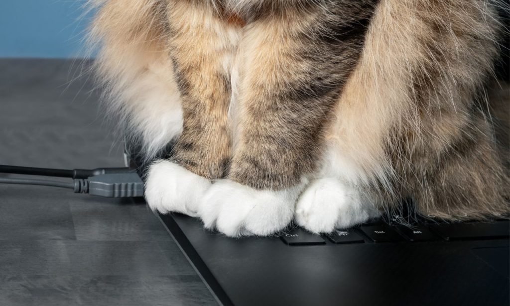 Why Do Cats Sit on Laptops and Keyboards?