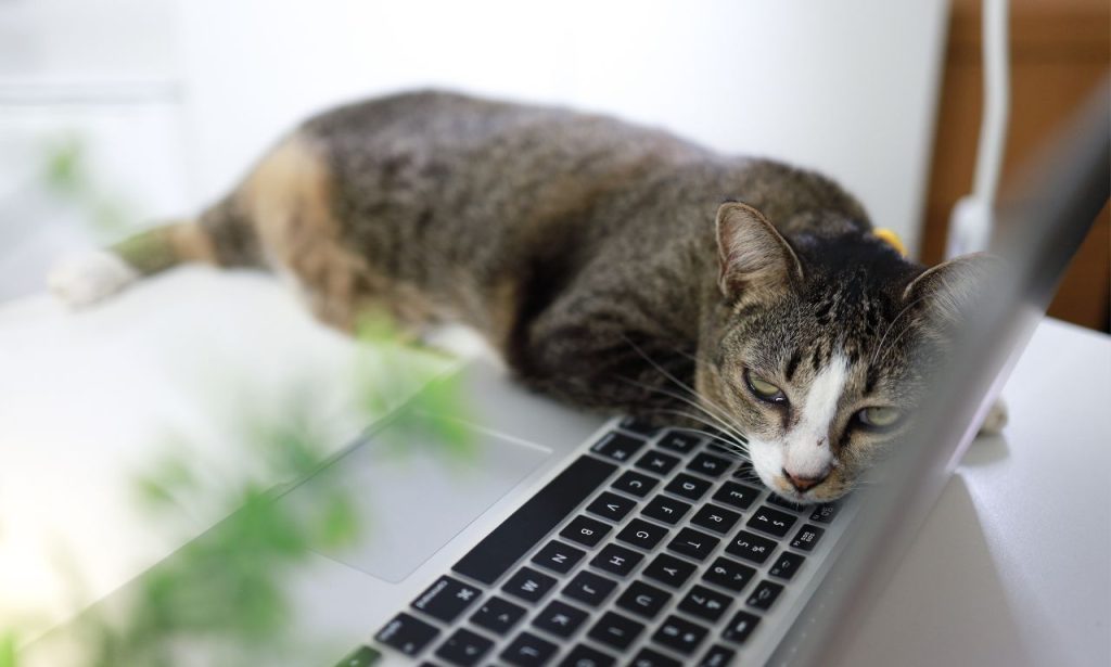 Why Do Cats Sit on Laptops and Keyboards?