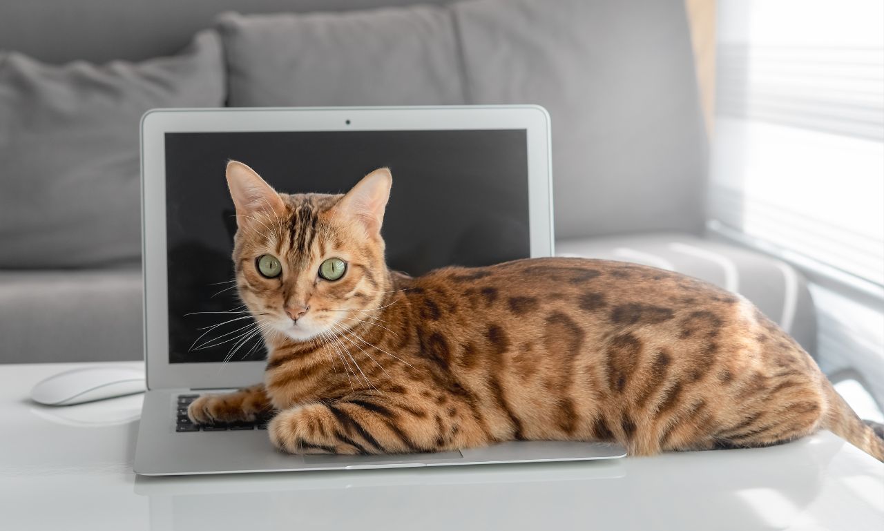 Why Do Cats Sit on Laptops and Keyboards?