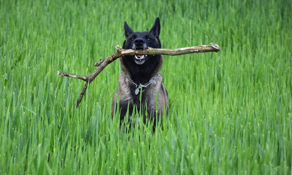 Why Does My Dog Bring Me Random Objects?