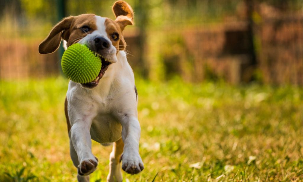 Why Does My Dog Bring Me Random Objects?