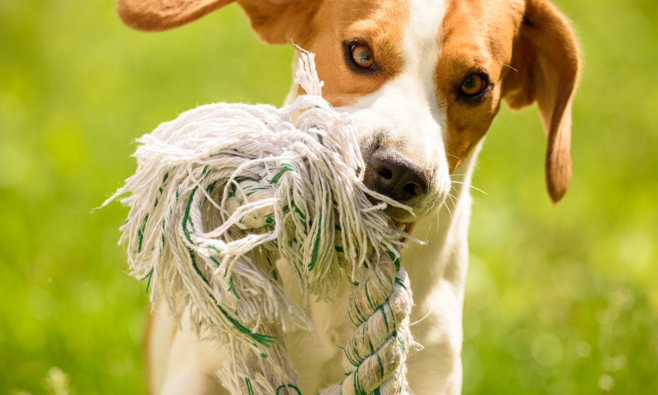 Why Does My Dog Bring Me Random Objects?