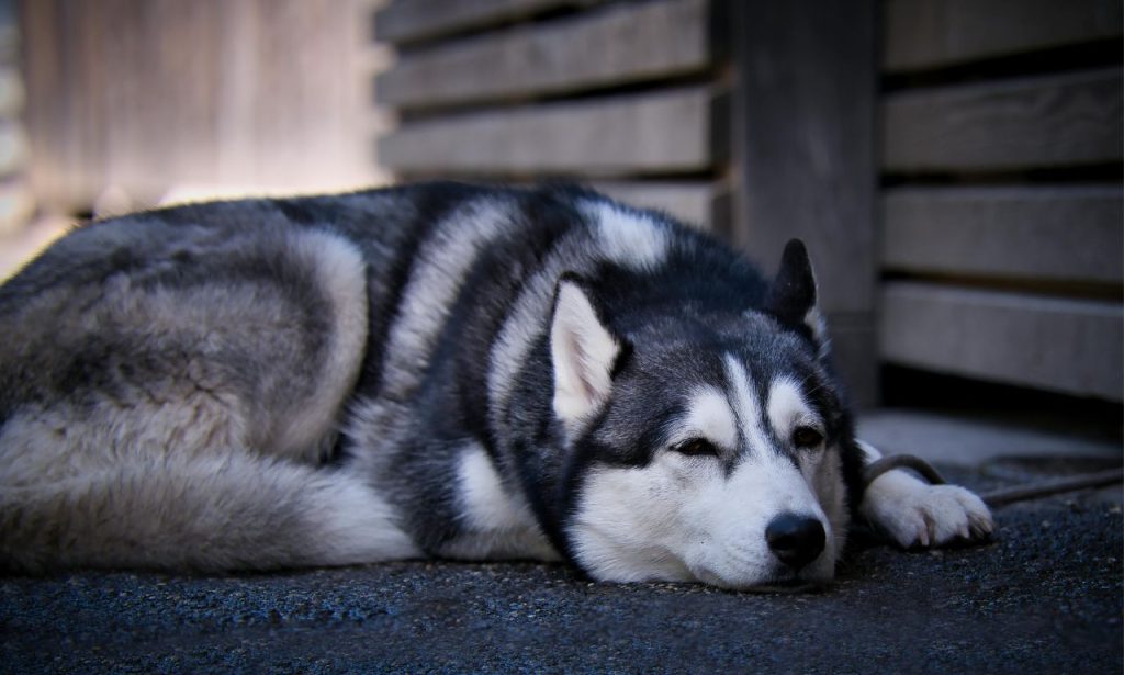 Why Does My Dog Circle Before Lying Down?