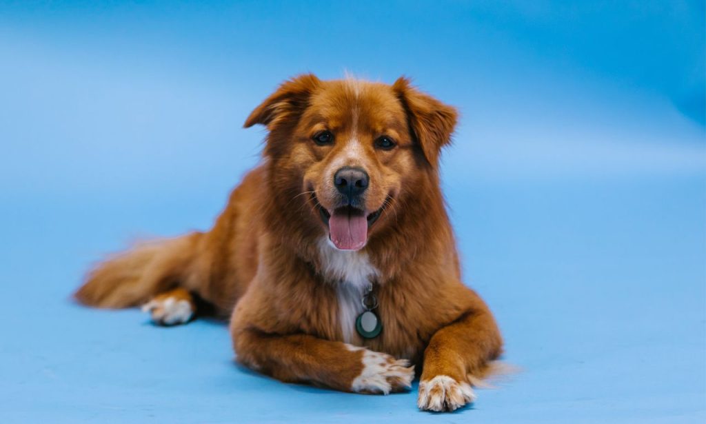 Why Does My Dog Circle Before Lying Down?