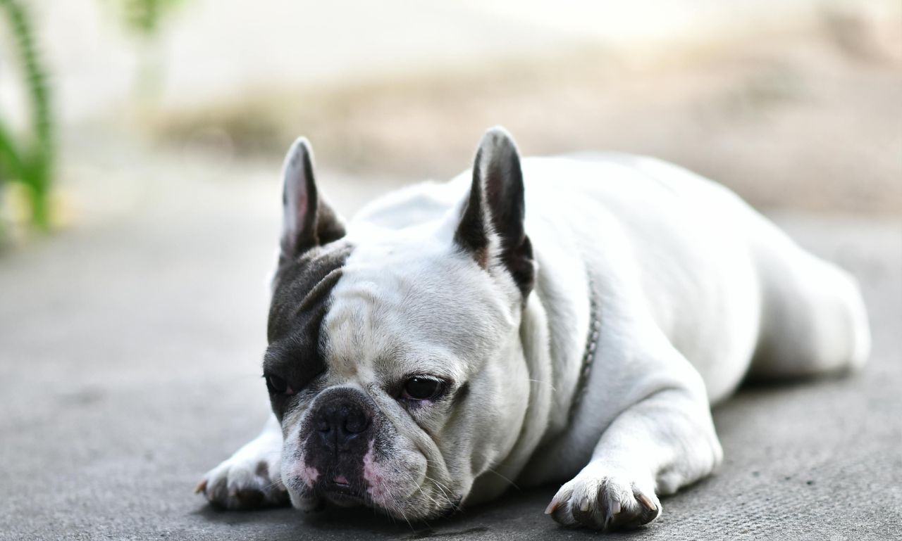 Why Does My Dog Circle Before Lying Down?