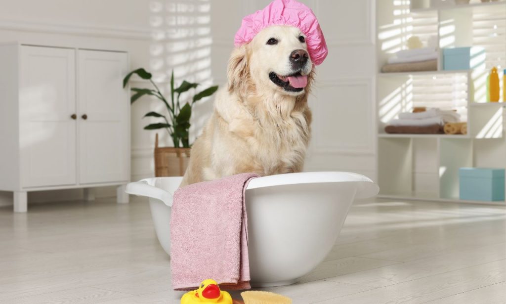 Why Does My Dog Smell Bad After a Bath?