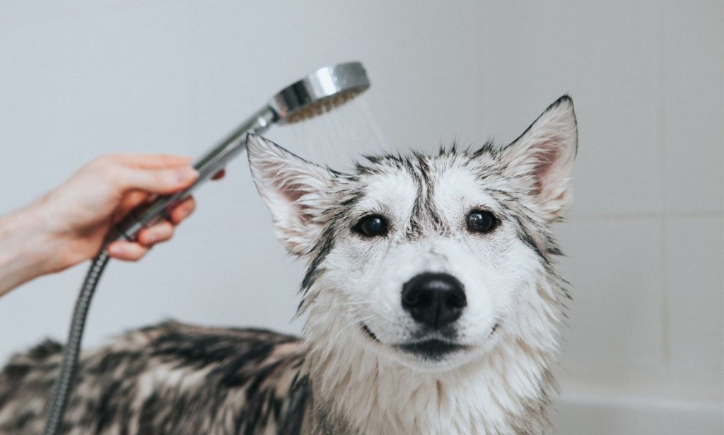 Why Does My Dog Smell Bad After a Bath?