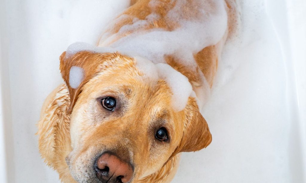 Why Does My Dog Smell Bad After a Bath?