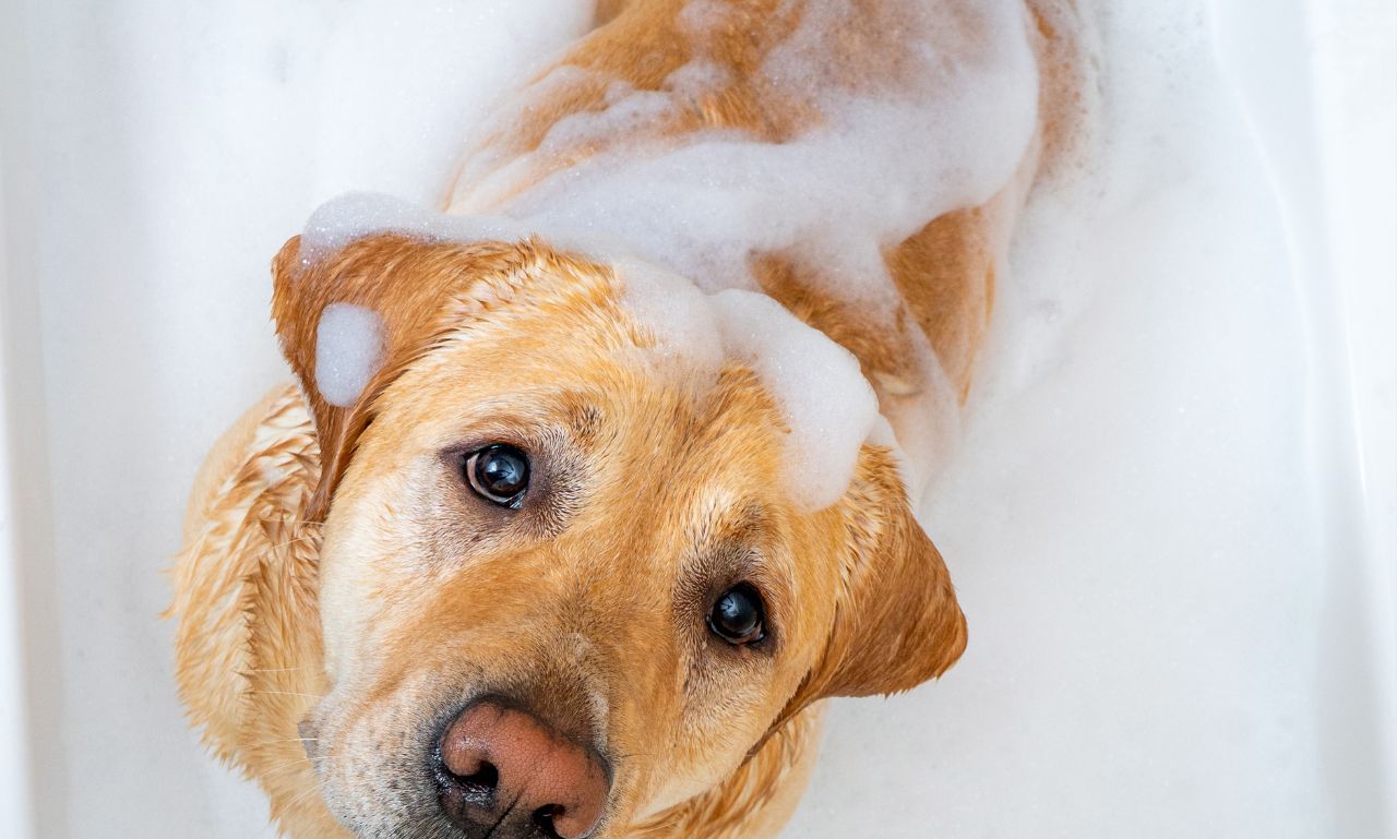 Why Does My Dog Smell Bad After a Bath?