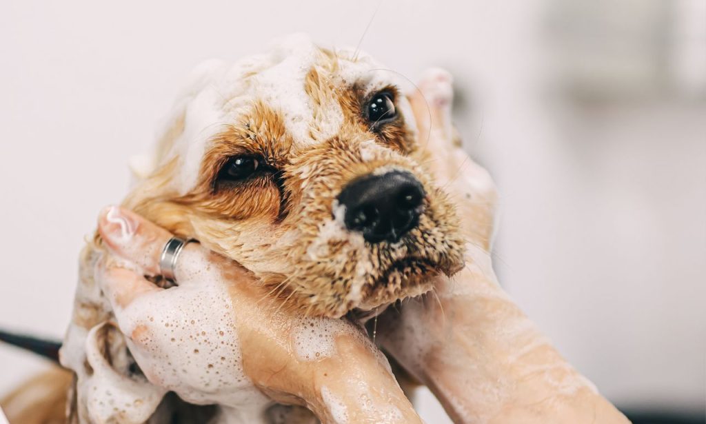 How Often Should Dogs Really Be Bathed?