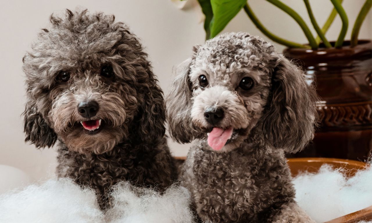 How Often Should Dogs Really Be Bathed?