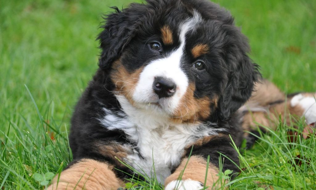 Can Dogs Remember People After Years Apart