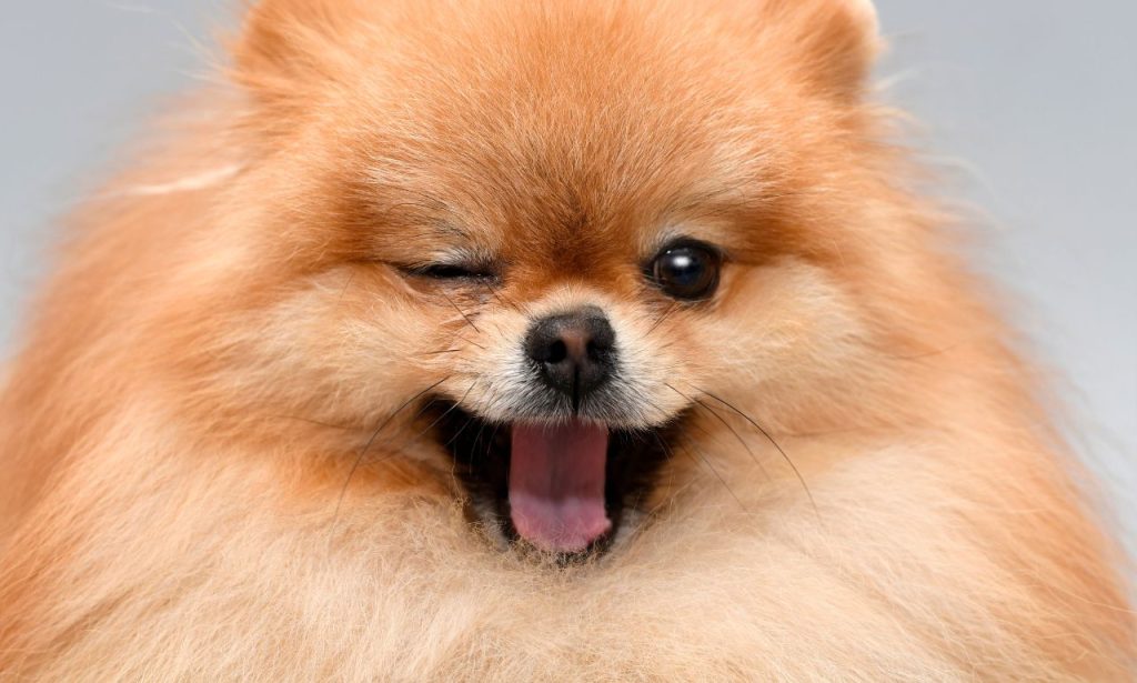 Can Dogs Remember People After Years Apart
