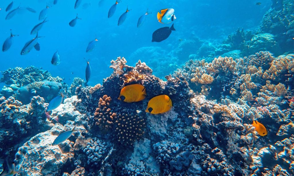 Why Do Fish Stay at the Top of the Tank?