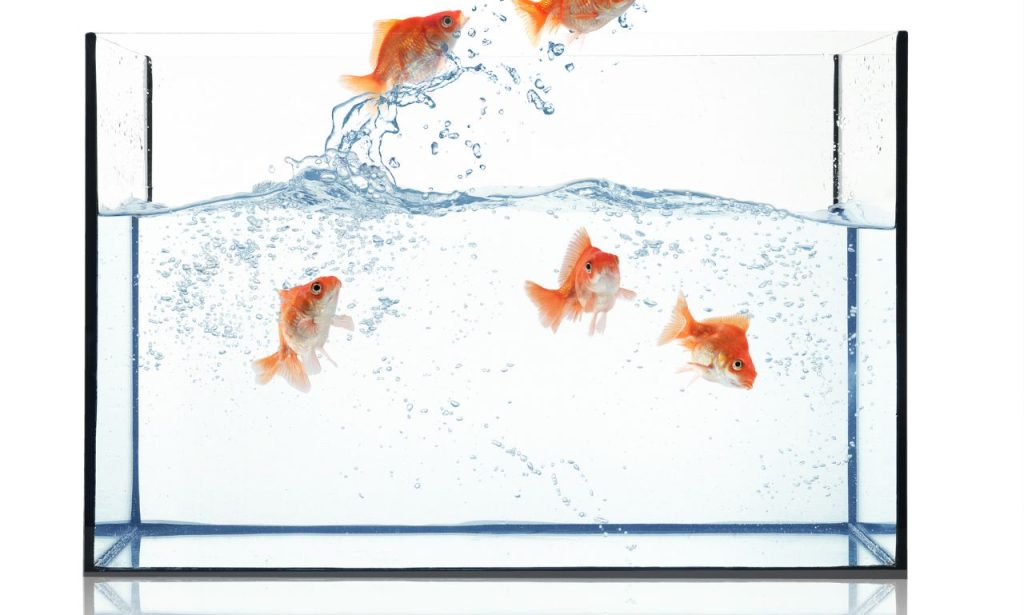Why Do Fish Stay at the Top of the Tank?