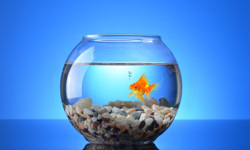 Why Do Fish Stay at the Top of the Tank?