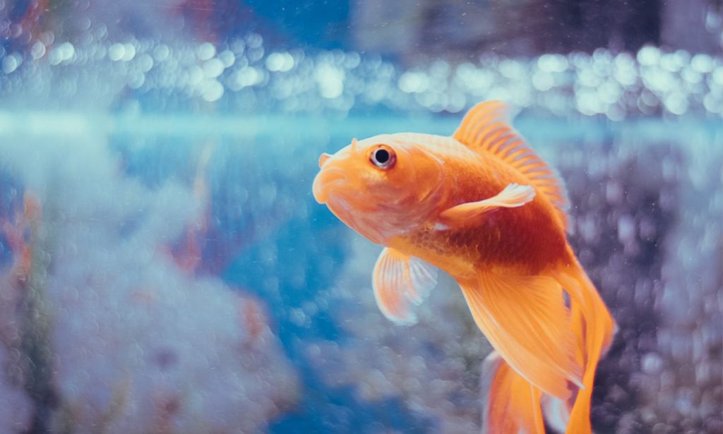 Why Is My Fish Tank Cloudy After Cleaning?