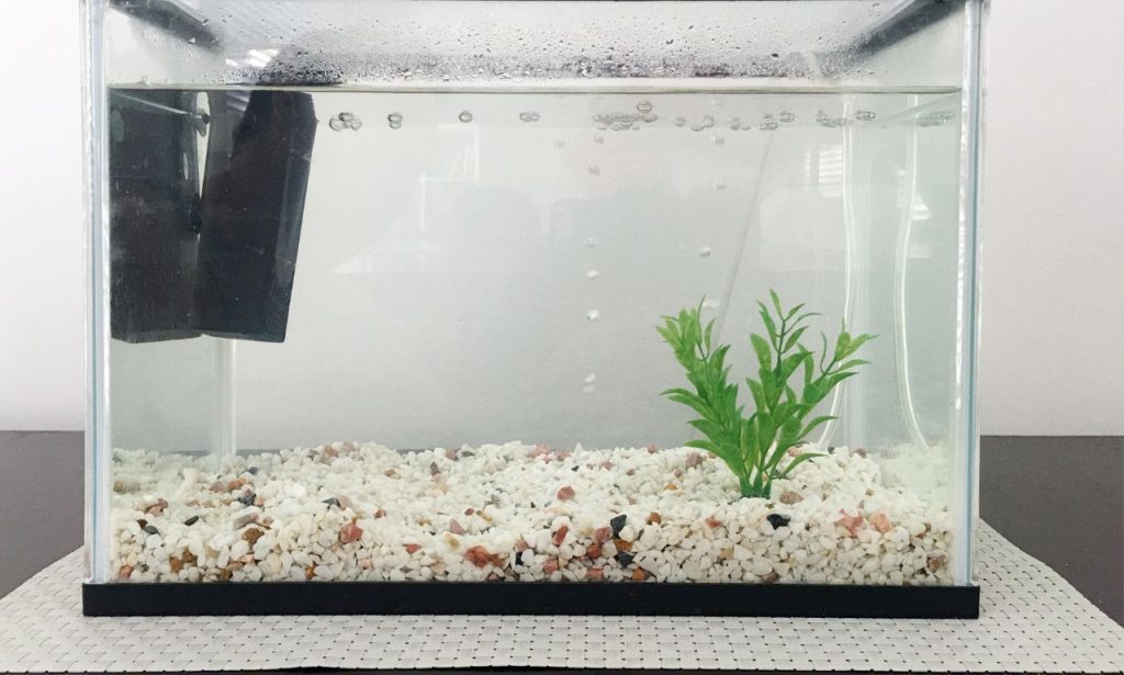 Why Is My Fish Tank Cloudy After Cleaning?
