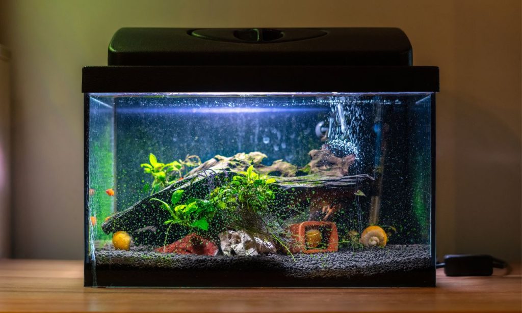 Why Is My Fish Tank Cloudy After Cleaning?