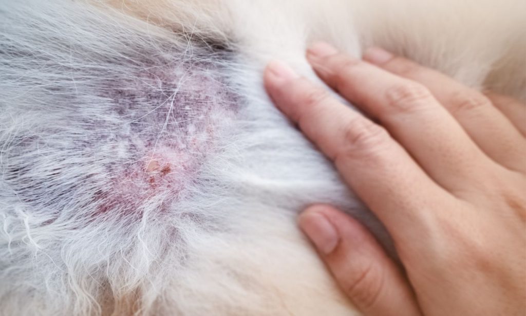 Can Over-Grooming Damage Pet Skin?