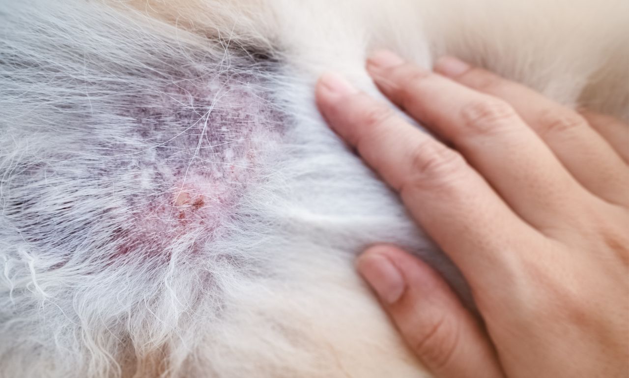 Can Over-Grooming Damage Pet Skin?
