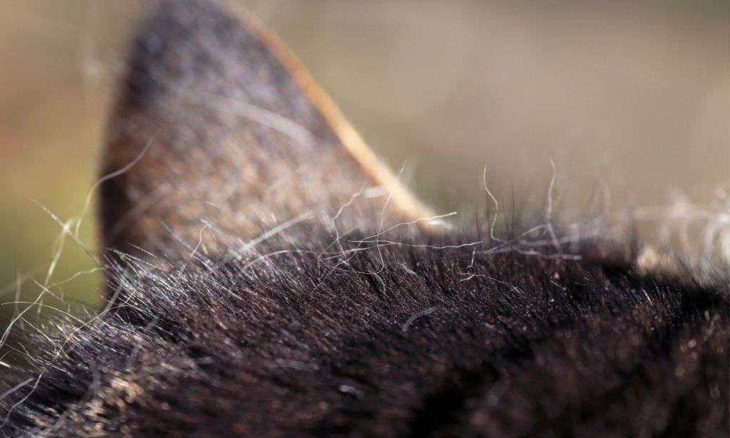Can Over-Grooming Damage Pet Skin?