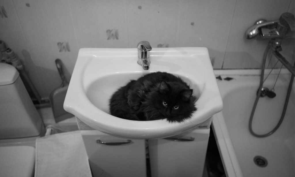 Why Does My Pet Follow Me to the Bathroom?
