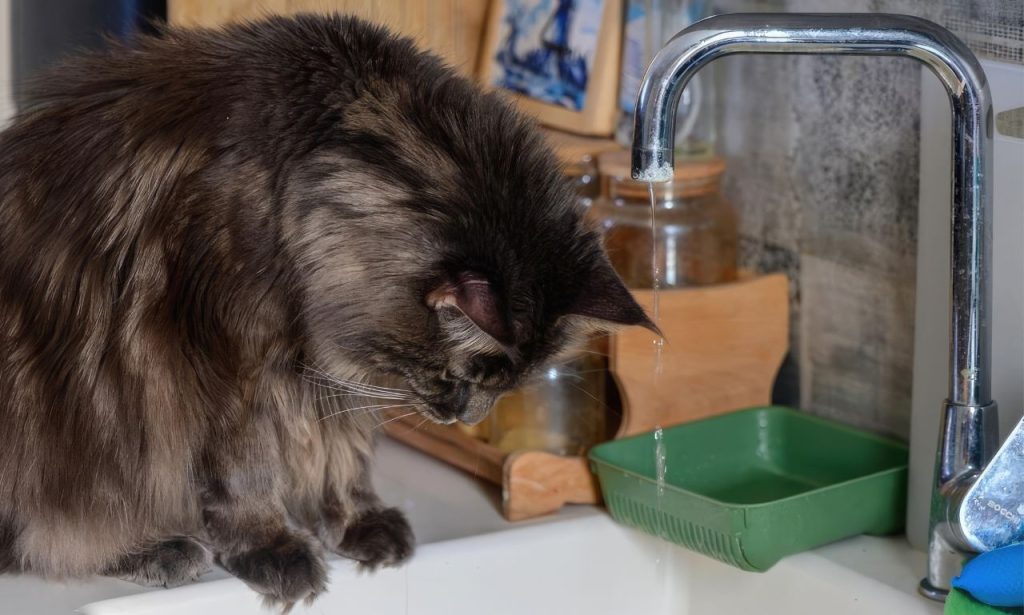 Why Does My Pet Follow Me to the Bathroom?