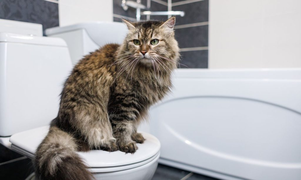 Why Does My Pet Follow Me to the Bathroom?