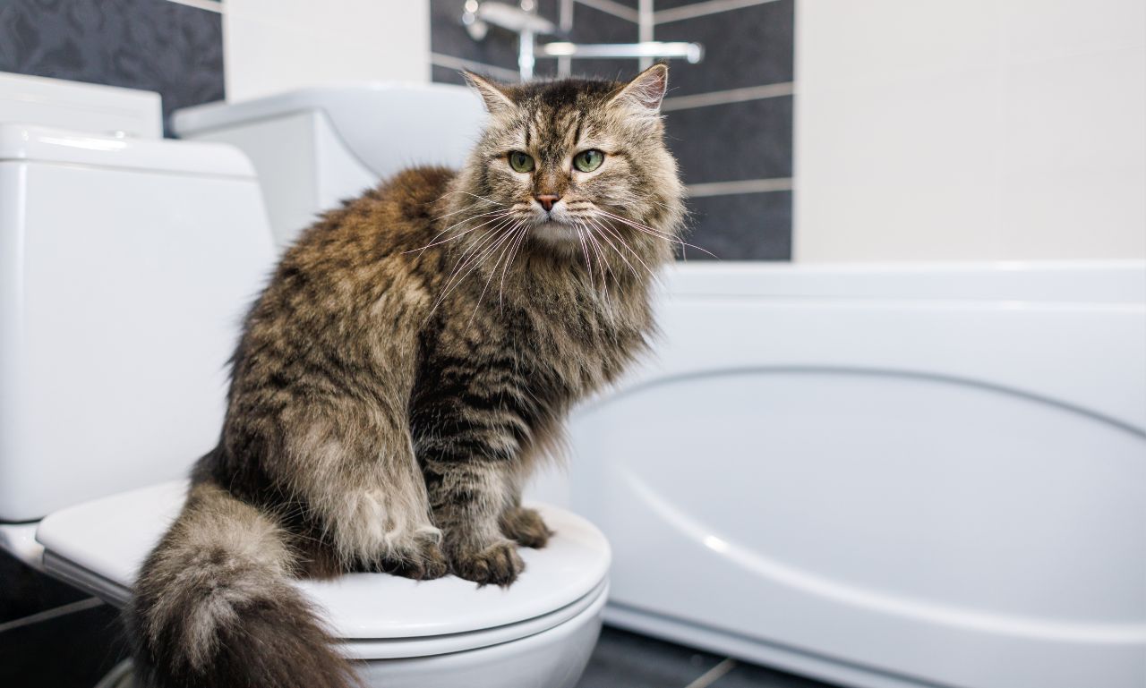 Why Does My Pet Follow Me to the Bathroom?