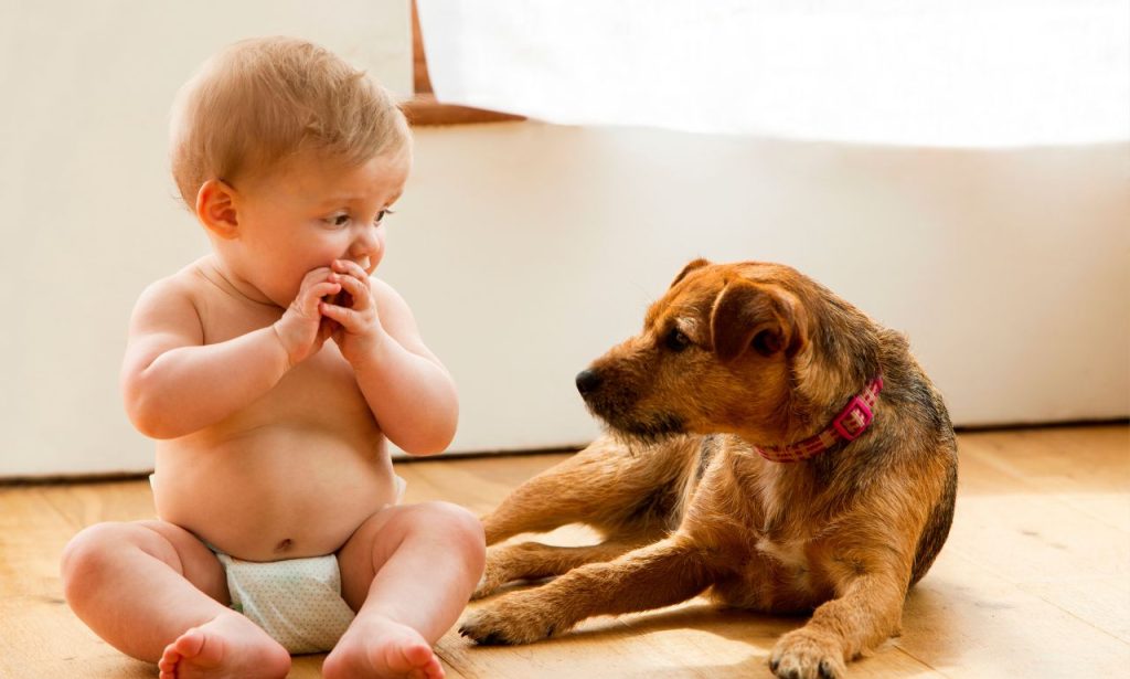 Can Pets Get Jealous of New Babies?