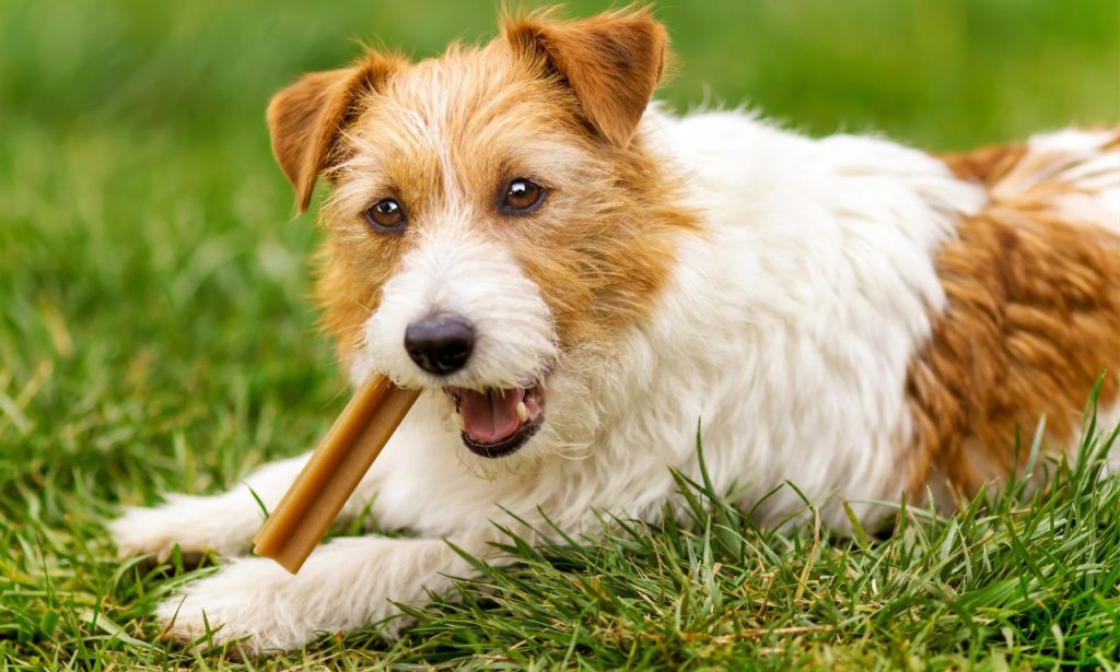 Why Do Pets Stare at Their Owners While Eating?