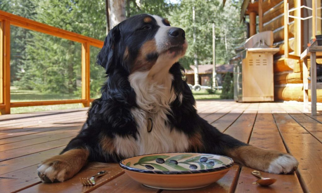 Why Do Pets Stare at Their Owners While Eating?