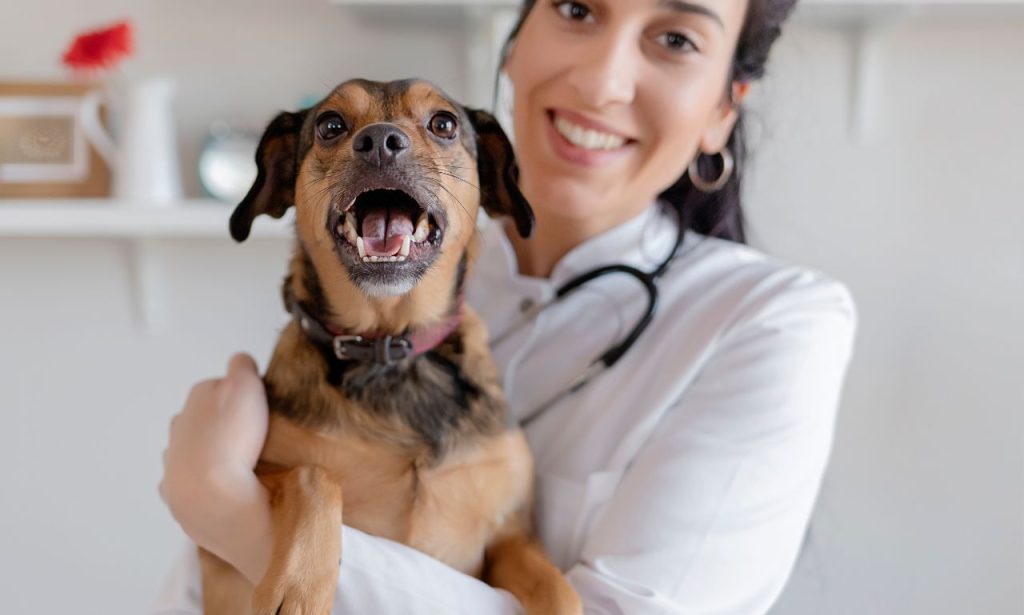 How Often Should Indoor Pets See a Vet?