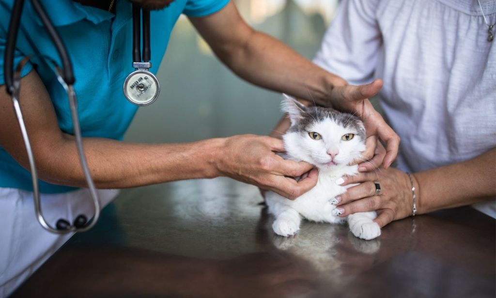 How Often Should Indoor Pets See a Vet?
