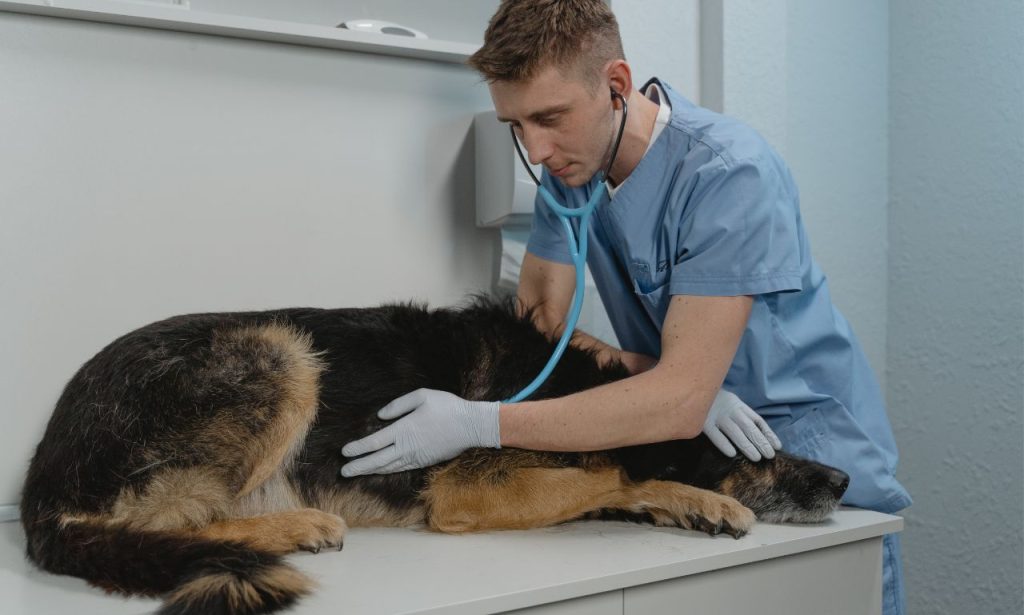 How Often Should Indoor Pets See a Vet?