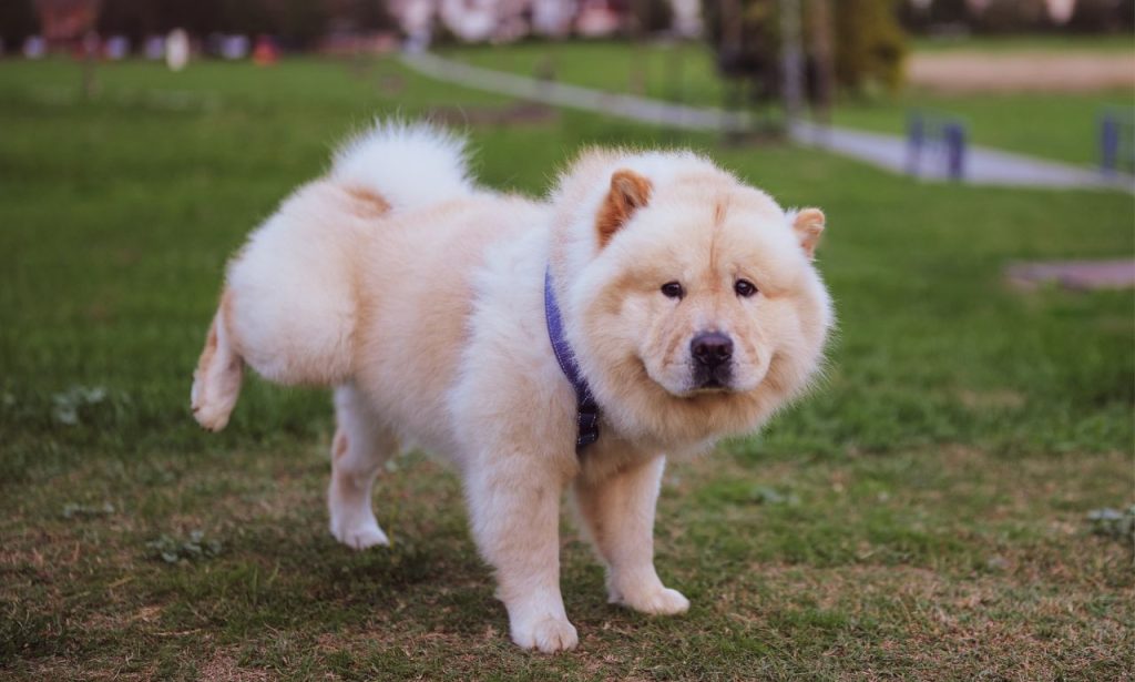 How Do You Stop Excitement Peeing in Dogs?