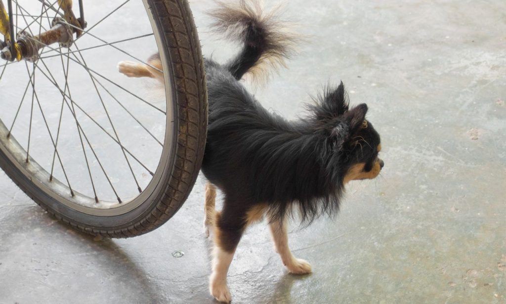 How Do You Stop Excitement Peeing in Dogs?