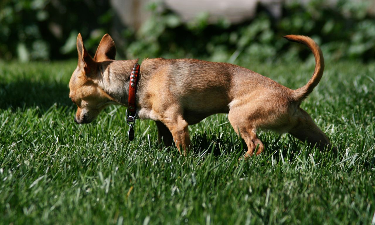 How Do You Stop Excitement Peeing in Dogs?