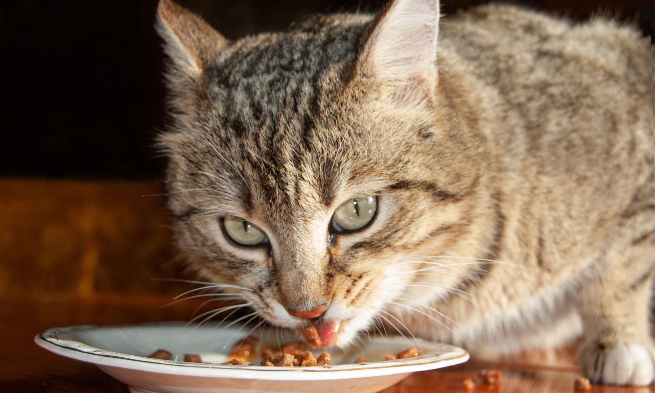 Why Do Pets Stare at Their Owners While Eating?